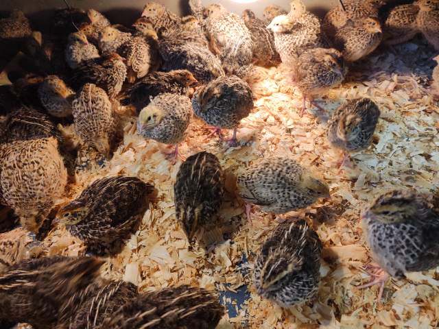 Inzerát: 76435947-44c8-4c60-90e1-cc7391f66830