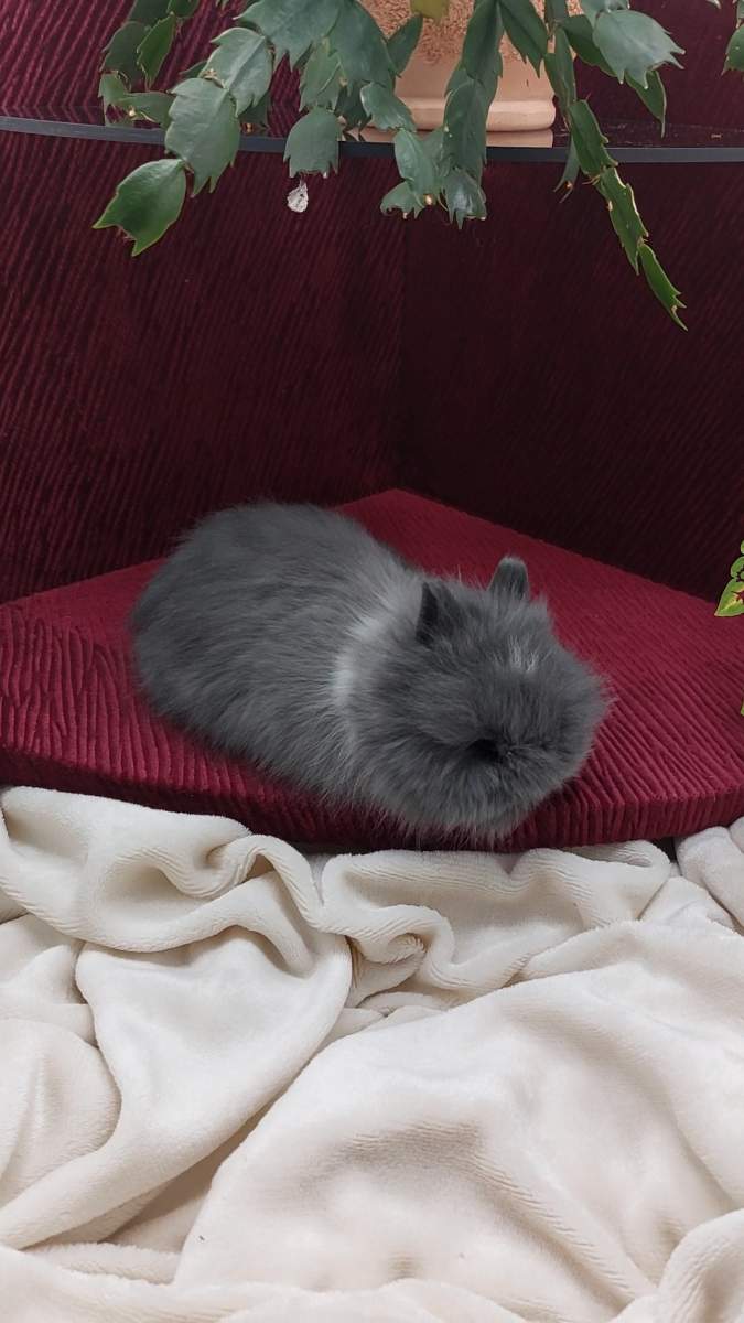 Inzerát: fab75b01-cad8-460b-8b78-75bd5486b768