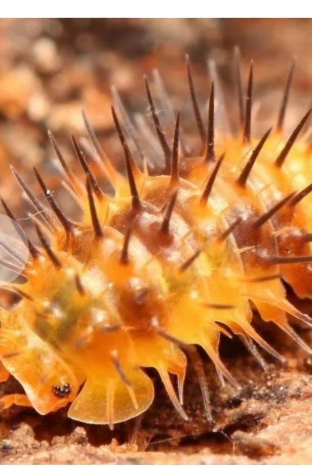 Inzerát: 1318ff1f-b71c-4294-9dea-8bd730d6975c